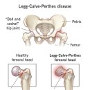 방주동물의료센터 이미지