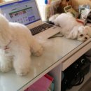 강아지 꼬야 이미지