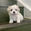 김해 강아지분양 고양이분양 도그하우스 외동점 이미지