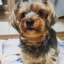 도란도란동물병원 이미지