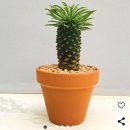 여서다육식물 티스토리