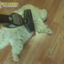 게으른고양이 이미지