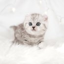 헤어도로시 이미지