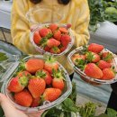 원덕농장 | [양평] 딸기농장 체험, 양평 외갓집 딸기농장