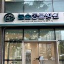 NS대흥동물병원 | 강아지 담낭절제수술 후기 / 비용 / 펫보험신청 늘숨동물병원 추천