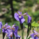 심천치유자연휴양림 이미지