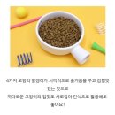 델리캣