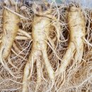 금산인삼 이미지