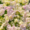 해거름길 이미지