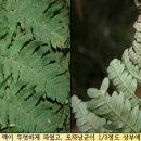 비늘고사리와 곰비늘고사리 구별하기 이미지