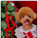 어안이 멍멍 이미지