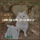 강아지와 산책 | 강아지와 함께 풉로깅, 내똥내줍 산책 후기