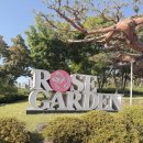 [광주 당일치기 여행] 조선대학교 장미원 축제 첫날 리얼 방문기 : 장미 명당부터 꿀팁까지!