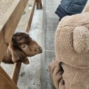 도하목장 이미지