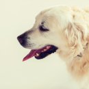 해운대 24시 동물의료원 이미지