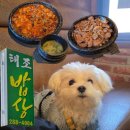 씨유전주한옥태조로점 | 전주한옥마을 애견동반 식당 태조밥상 | 강아지랑 편하게 다녀온 한식 맛집