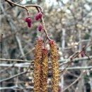 오리나무 이미지