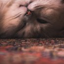 검은고양이 이미지