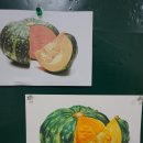 [5학년 빛깔과 모양] 10월24일 : 단단한 단호박 그리기 이미지