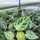 제인스 | 대전 희귀식물 풀나라하우스(구.제인스가든) 방문기, 구매 후기