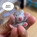 망고식당 이미지