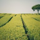 설록차전시관 이미지