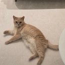 캣치유고양이미용호텔 | 내돈내산⭐️ 캣치유 고양이 호텔 후기｜반나절 맡겨본 고양이 호텔링 솔직 후기