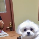 늘 예쁘개 이미지