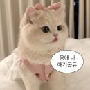보나유치원 | 대구 팔뚝 등 브라라인 지방흡입 당일~2달차 후기(통증, 멍, 붓기, 관리팁)