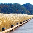 순천만습지 이미지