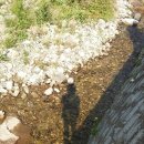 아랫대티 숲 이미지