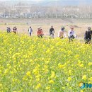 유채꽃향기처럼 이미지