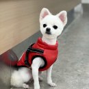 지오동물병원 이미지