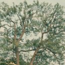 미라벨 (MIRABELLE) 이미지