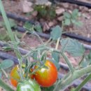 성일산채 이미지