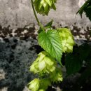 홉(HOP) 네이버블로그