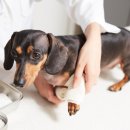 서산동물병원 이미지