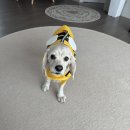 도그월드 | 구명조끼 귀엽고 실용적이게! 도그월드 꿀벌 구명조끼 착용 내돈내산 후기💛 (15kg 중형견 L사이즈 딱...