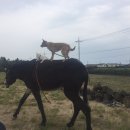 브레멘 음악대 이미지