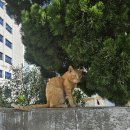 고일약국 이미지