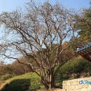 창원 인곡리 모과나무 이미지