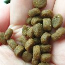 카니코리아 이미지