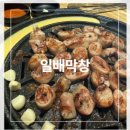 일배막창