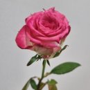 화랑농장 이미지