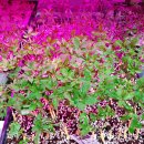 효도농장 이미지