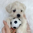 숭구리댕댕 이미지