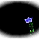 아침향기 이미지