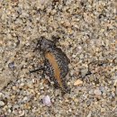 죽변수협회센타 | 죽변해안 울진죽변수협 회센터포장 스카이레일이지나가는 바다