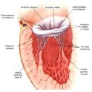 Ventricular Mechanics 이미지