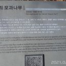창원 인곡리 모과나무 Daum카페